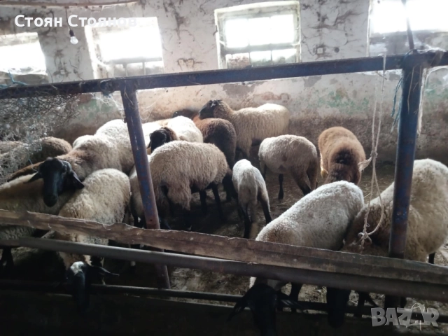 Продавам  овце и кочове, снимка 3 - Овце - 49405910