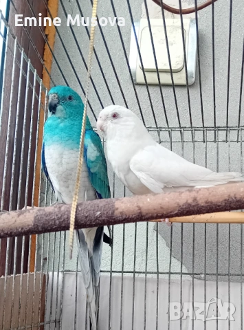 Пойни папагали 