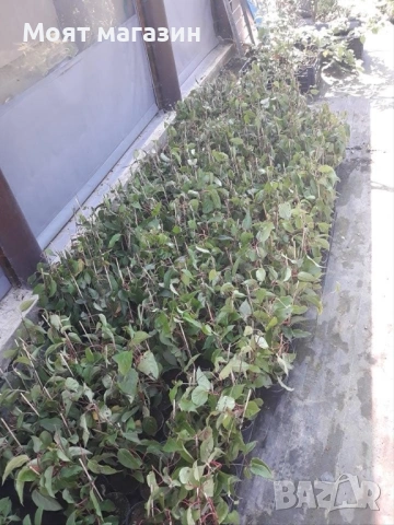 Червено киви, снимка 5 - Градински цветя и растения - 53631551