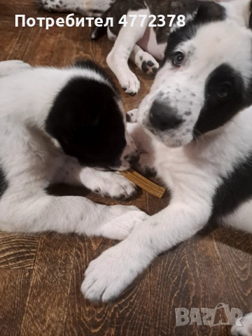 Кучета алабай