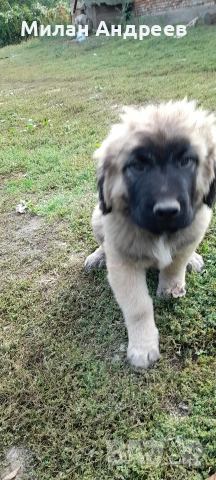 кавказец на 5 месеца 