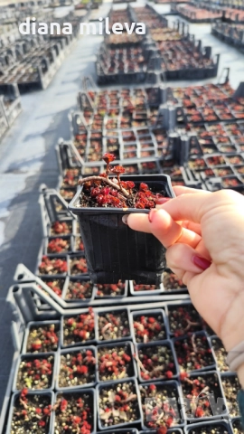 Червен седум Пурпурна Зима, Sedum spirium " Purpur Winter ", снимка 9 - Градински цветя и растения - 46784135