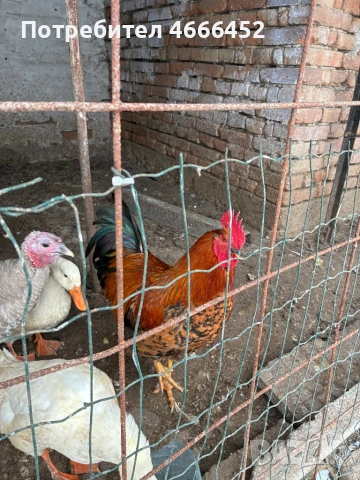 Продавам, снимка 5 - Кокошки и пуйки - 53366413