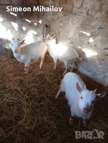 Продавам три мъжки ярета , снимка 2 - Кози - 52868807