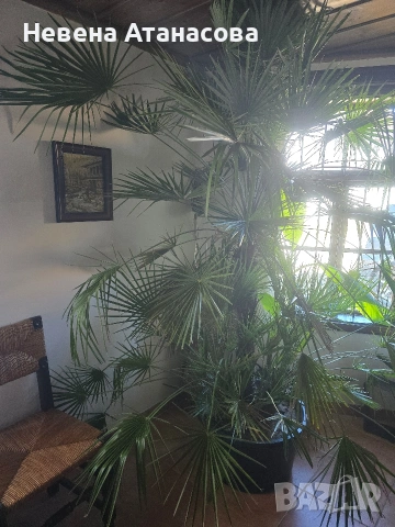 Ветриловидна палма, снимка 7 - Стайни растения - 53850226