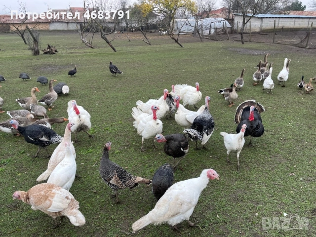 Продавам домашни отглеждани пуйки,гъски,патици и токачки, снимка 3 - Кокошки и пуйки - 52804072