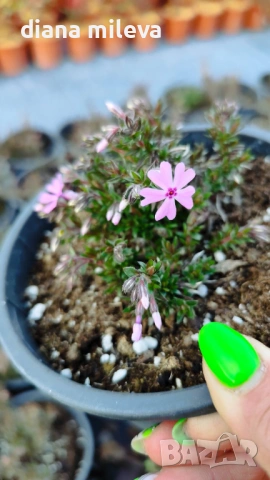 Флокс,  Phlox sub. Zwergenteppich, почвопокривен, многогодишен, студоустойчив, снимка 8 - Градински цветя и растения - 53991194