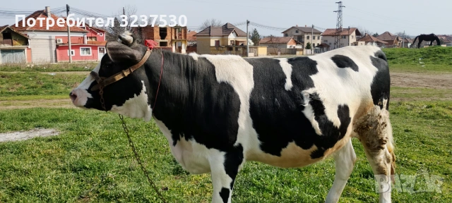 Продавам черношарена юница, снимка 6 - Крави - 53871553