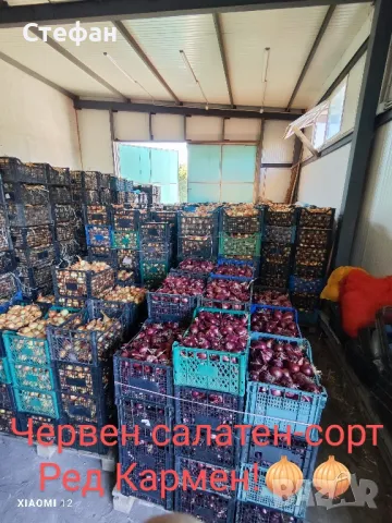 Продавам домашен Лук от Арпаджик! , снимка 13 - Домашни продукти - 46862773