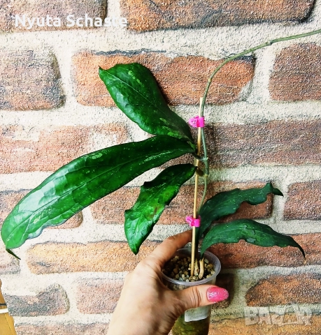 Хоя. Hoya clemensiorum ss 27-70, снимка 3 - Стайни растения - 52641045