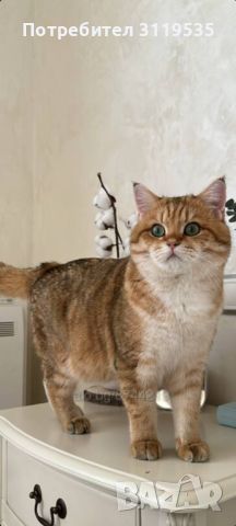 Шотландски правоухи и клепоухи котета, снимка 9 - Британска късокосместа - 45497812