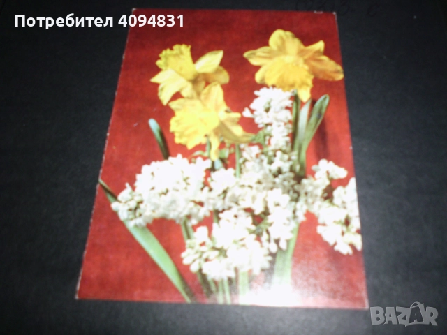 Стари албуми 2бр. с Пощенски картички / Цветя, снимка 11 - Колекции - 52099682