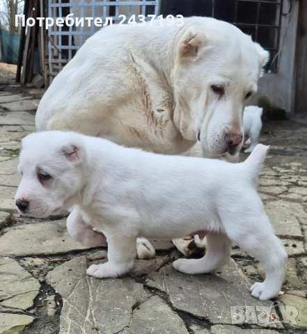 Алабай (Средно Азиатска Овчарка ), снимка 3 - Алабай - 54035161