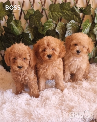 Той Пудел Тоу Poodle, снимка 3 - Пудели - 49144293