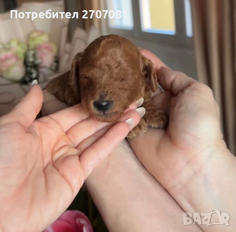 Мини пудел , снимка 4 - Пудели - 43378878