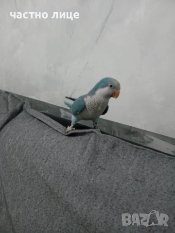 папагал монах, снимка 3 - Папагали - 53958481