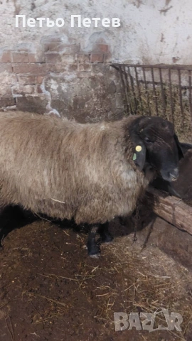 Продавам чистокръвен плевенски коч