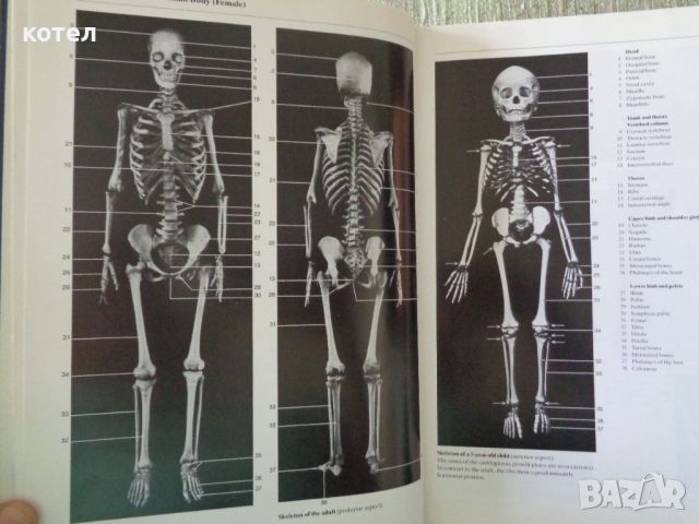 Продавам ; Color atlas of anatomy: A photographic study of the human body  , снимка 4 - Енциклопедии, справочници - 46389488