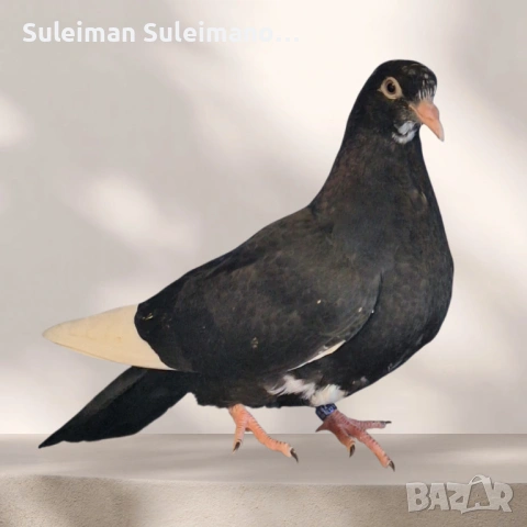 Въртелив гълъб 10 евро