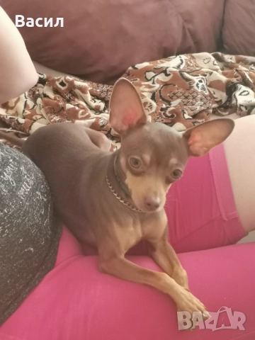 Мини чинчер 