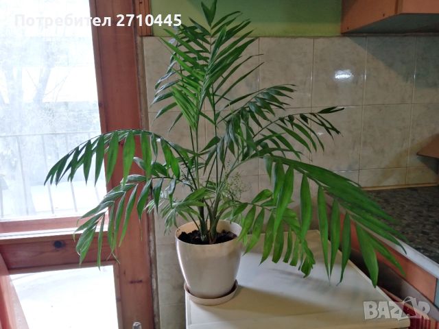 Палма "Хамедорея елеганс" , снимка 1 - Стайни растения - 45154452