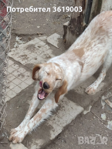 Английски сетер , снимка 3 - Английски сетери - 52886877