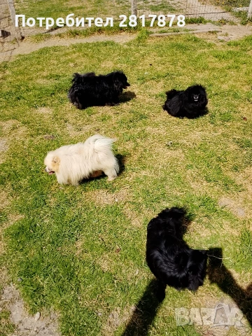 померан мини шпиц , снимка 5 - Померан - 54226454