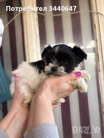 Женско Бивър йорки, снимка 7 - Йоркширски териер - 53797499