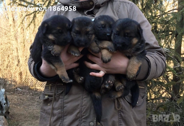 Немски Овчарки ДОСТАВКА, снимка 3 - Немска овчарка - 54179612