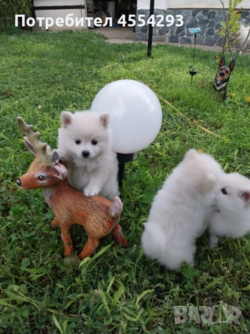 Мини шпиц-померан, снимка 1
