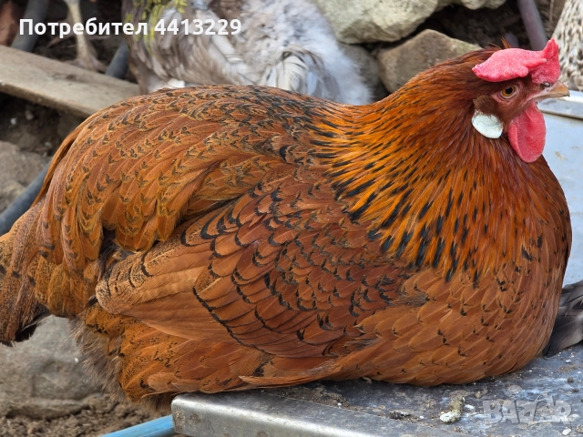 ярки ,кокошки, снимка 3 - Кокошки и пуйки - 52887566