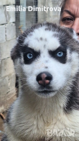 сърпродавам Сибирски Хъскита и Аляски маламут на 3 месеца , снимка 3 - Хъски - 53236382