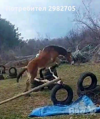 Продажба на кон 2 г, снимка 7 - Коне - 53844214