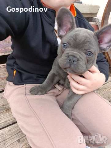 Френски булдог чистокръвен, снимка 6 - Френски булдог - 51358129