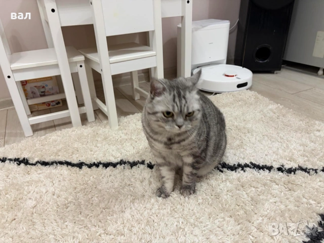 Подарявам Английски късокосмет котарак, снимка 2 - Британска късокосместа - 53322189