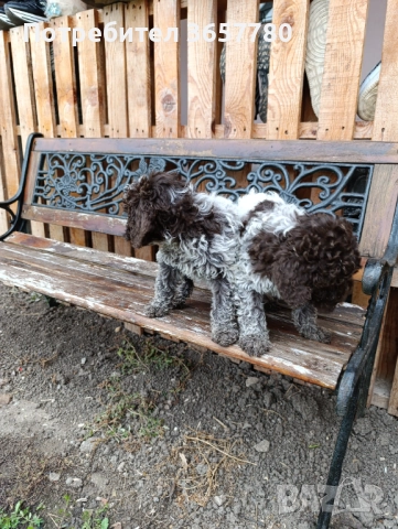 Логото романоел, снимка 4 - Шпаньоли - 52889856