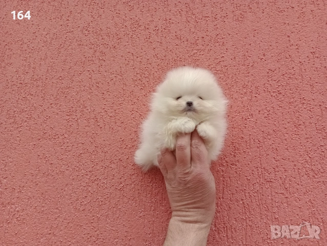Бели мини Померани. Реални снимки от 13.03.26 г. , снимка 5 - Померан - 53710741
