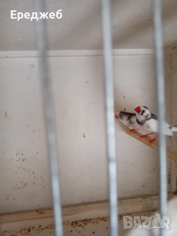 Продавам амадини чифче 