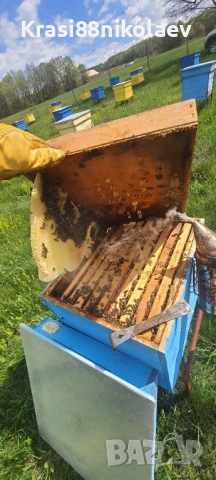 Пчелни отводки , снимка 4 - За пчели - 53063474