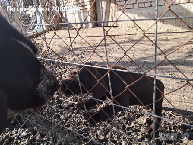 Женски дратхар, снимка 5 - Дратхаар - 52846305