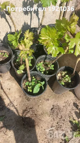 Бутикови сортове грозде, снимка 2 - Разсади - 35306623