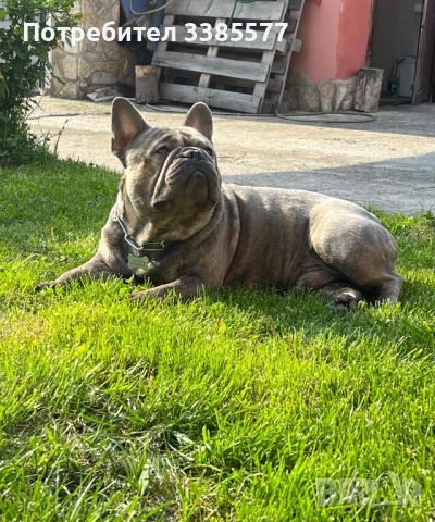 Френски Булдог Blue Brindle за разплод 300лв, снимка 3 - Френски булдог - 46481090