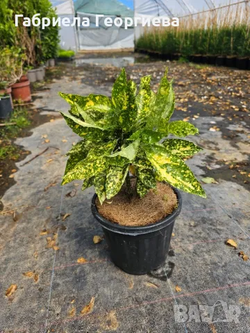 Аукуба , снимка 2 - Градински цветя и растения - 50369976