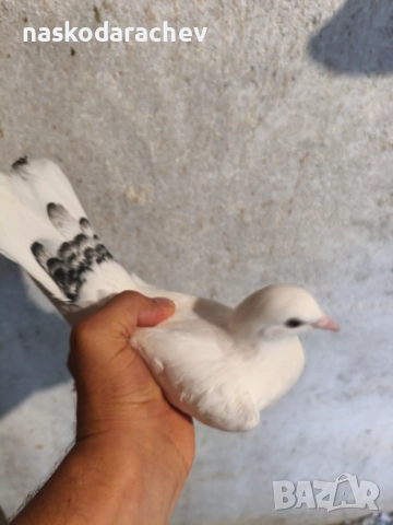 Гълъби на въртене - преметачи различни цветове, т.нар. поморийски ролери , снимка 18 - Гълъби - 52409994