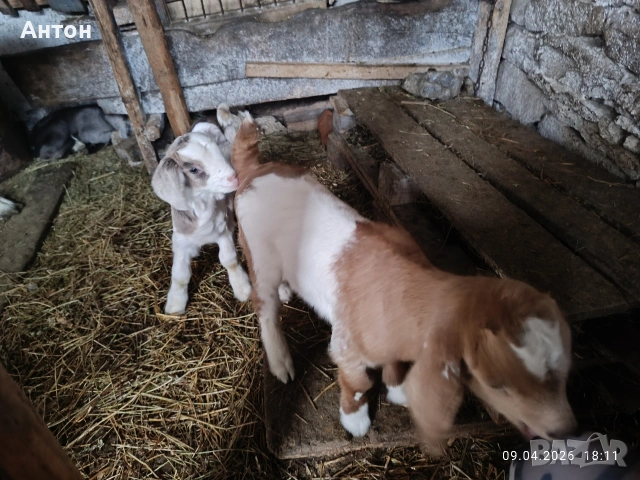 Продавам яренца сукалчета , снимка 5 - Кози - 54150580