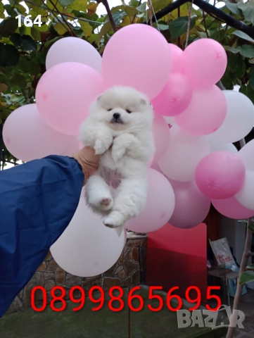 Бяло момиче. Померан., снимка 6 - Померан - 52655876