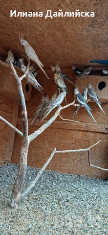 КОРЕЛИ И ПОЙНИ ПАПАГАЛИ 