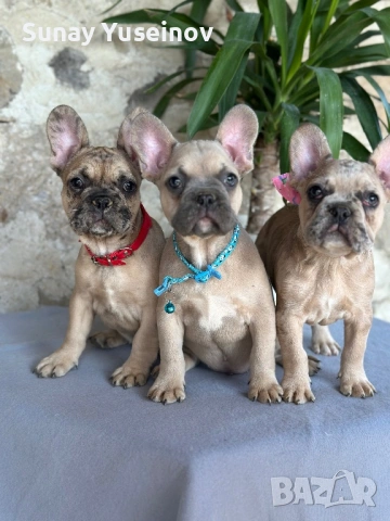 Френски булдочета (флъфи ген), снимка 2 - Френски булдог - 54108361