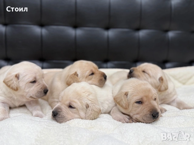 Чистокръвни Лабрадор Ретривър:, снимка 5 - Лабрадор ретривър - 53164804