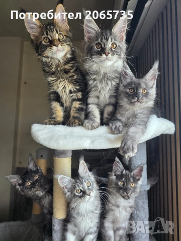 Елитни Мейн Куун котенца с родословие от родители шампиони